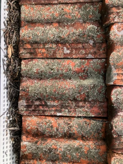Lichen Buildup on Terracotta Tiles